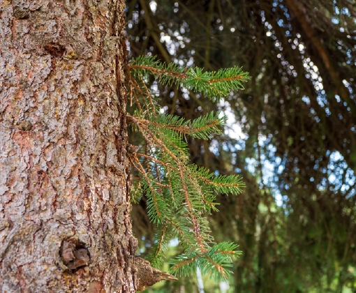 Holzlexikon Thermoholz