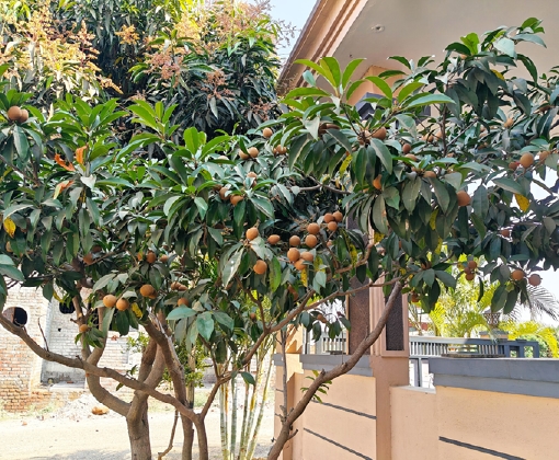 Holzlexikon Massarandula