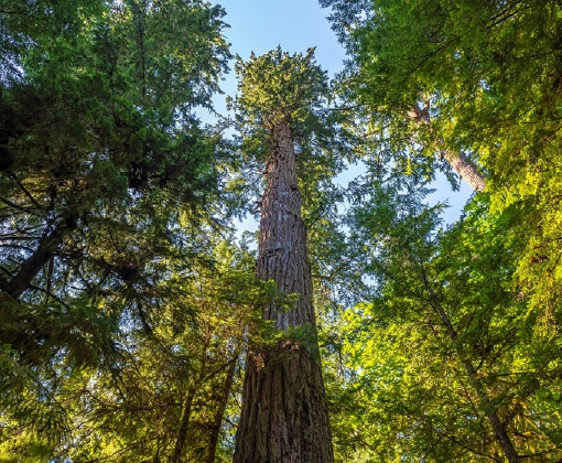 Holzlexikon Douglasie