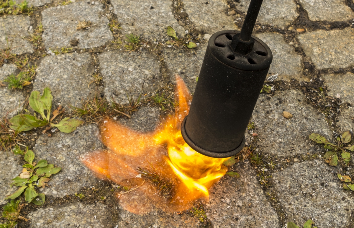 Straße, Pfad, Pflanze, Feuer, Flamme