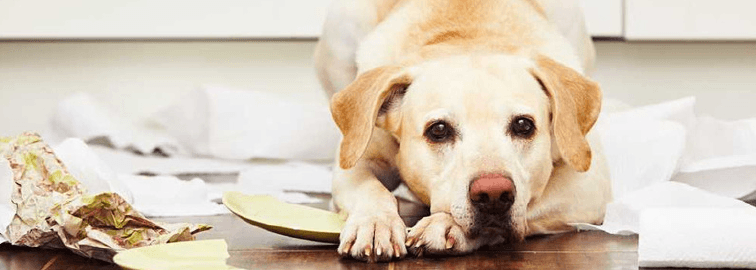 Hund, Labrador Retriever, Säugetier, Haustier