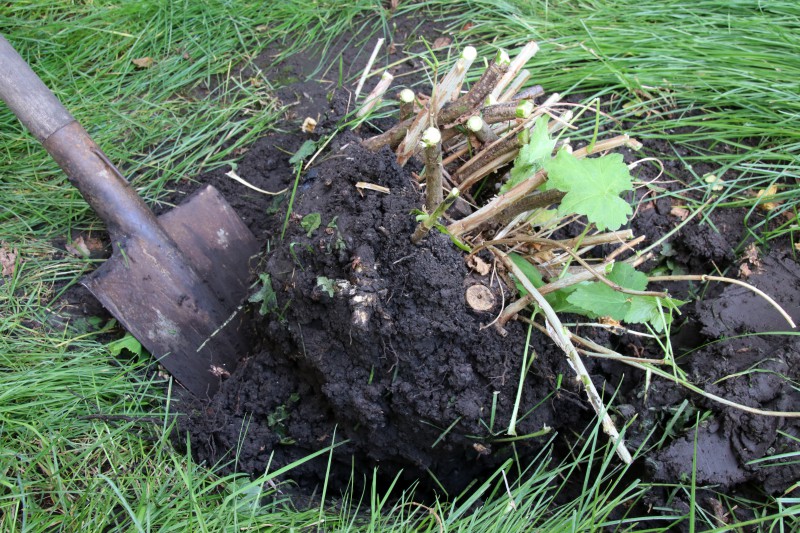 Boden, Gerät, Schaufel, Werkzeug