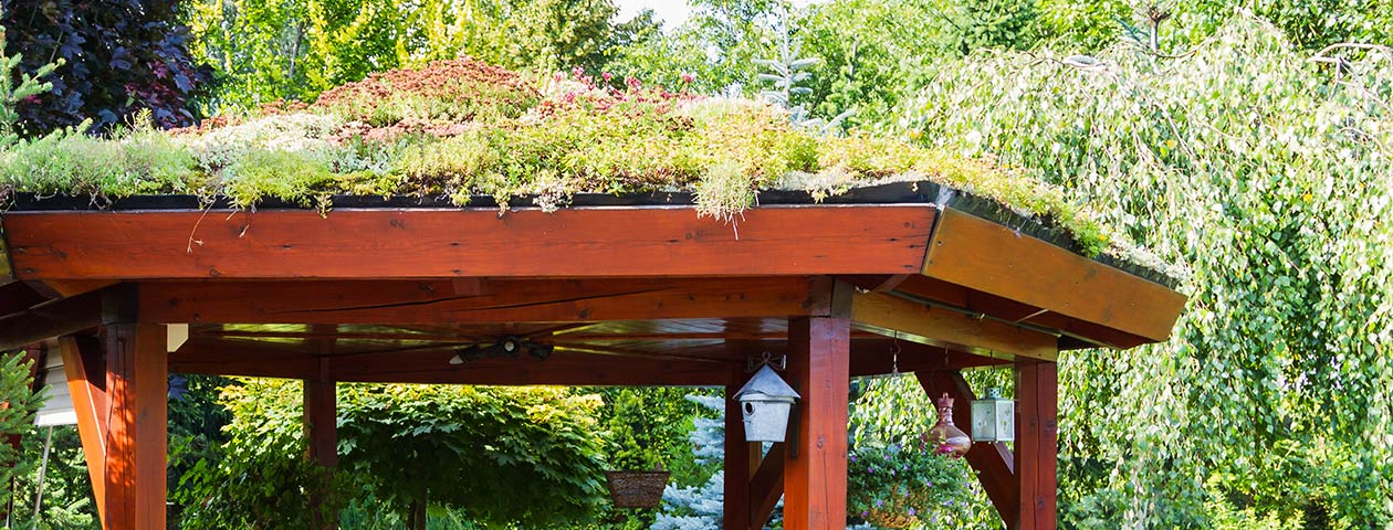 Topfpflanze, Pflanzgefäß, Draußen, Garten, Moos