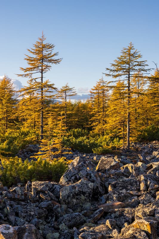 Pflanze, Baum, Konifer, Lärche