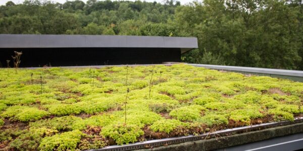 Planted,Eco,Roof