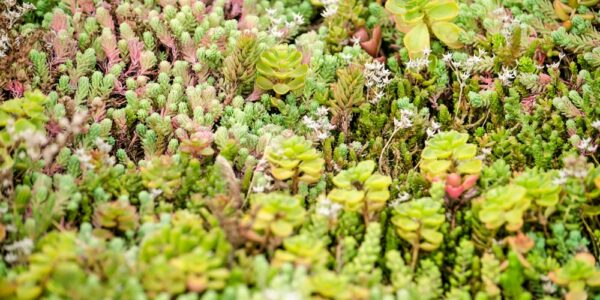Close-up,Of,The,Sedum,Plants,On,A,Vegetated,Roof
