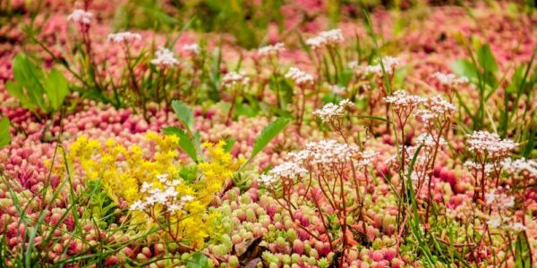 Close,Up,Of,A,Vegetated,Roof,With,Sedum,In,Shades