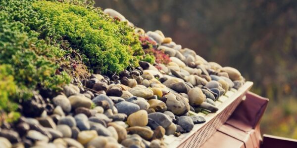 Detail,Of,Stones,On,Extensive,Green,Living,Roof,Covered,With