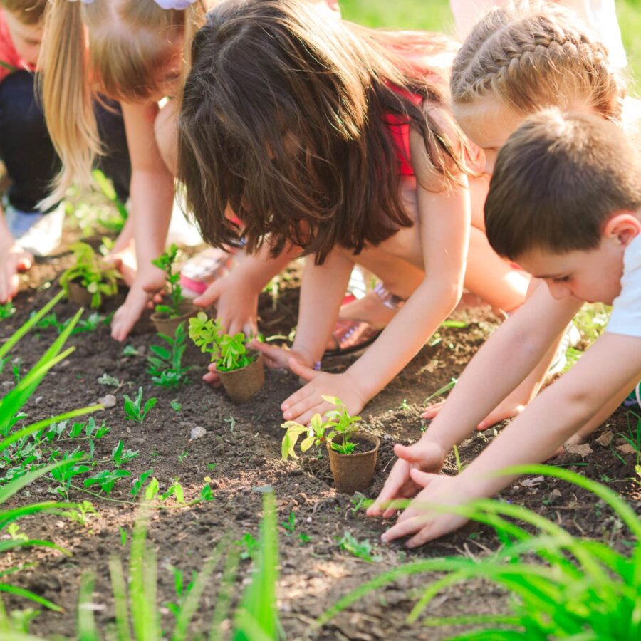 Children's,Hands,Planting,Young,Tree,On,Black,Soil,Together,As