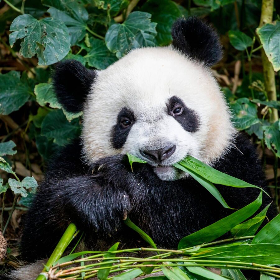The,Baby,Giant,Panda,"lele",(ailuropoda,Melanoleuca),Is,Lying,Down