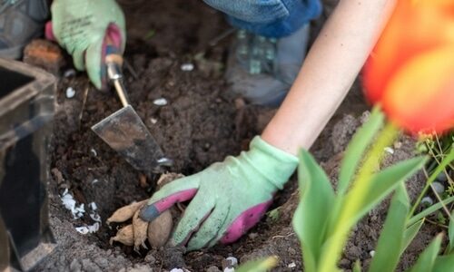 Planting,A,Dahlia,Tuber,In,A,Spring,Flower,Garden.,Working