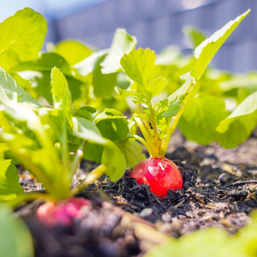Fresh,Red,Radishes,Growing,In,Organic,Garden,Bed,With,Green