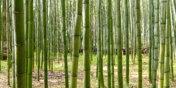 A,Sagano,Bamboo,Forest,With,Green,Trees,At,Arashiyama,In