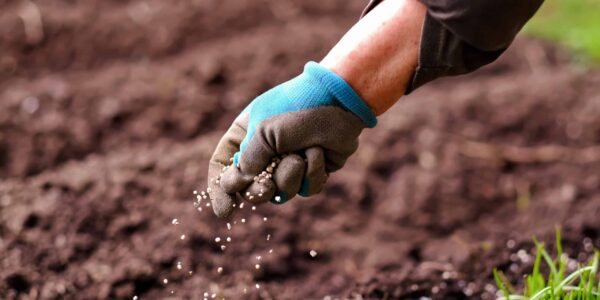 Senior,Woman,Applying,Fertilizer,Plant,Food,To,Soil,For,Vegetable