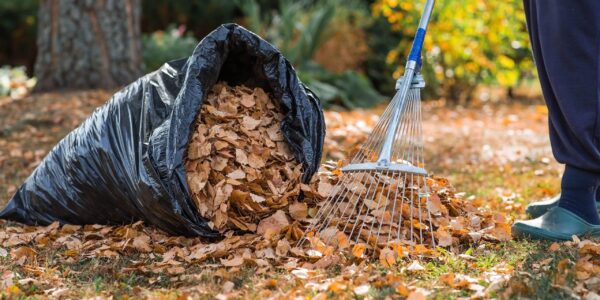 A,Bunch,Of,Autumn,Leaves,And,A,Woman,Is,Doing