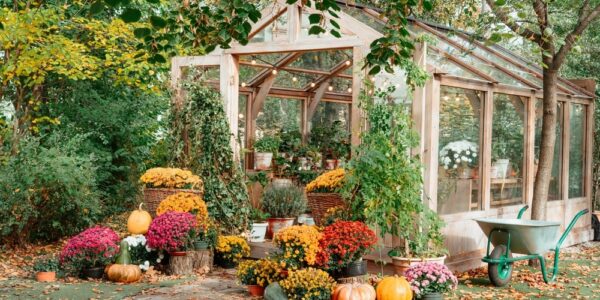 Charming,Wooden,Greenhouse,Surrounded,By,Vibrant,Chrysanthemums,,Pumpkins,,And,Lush